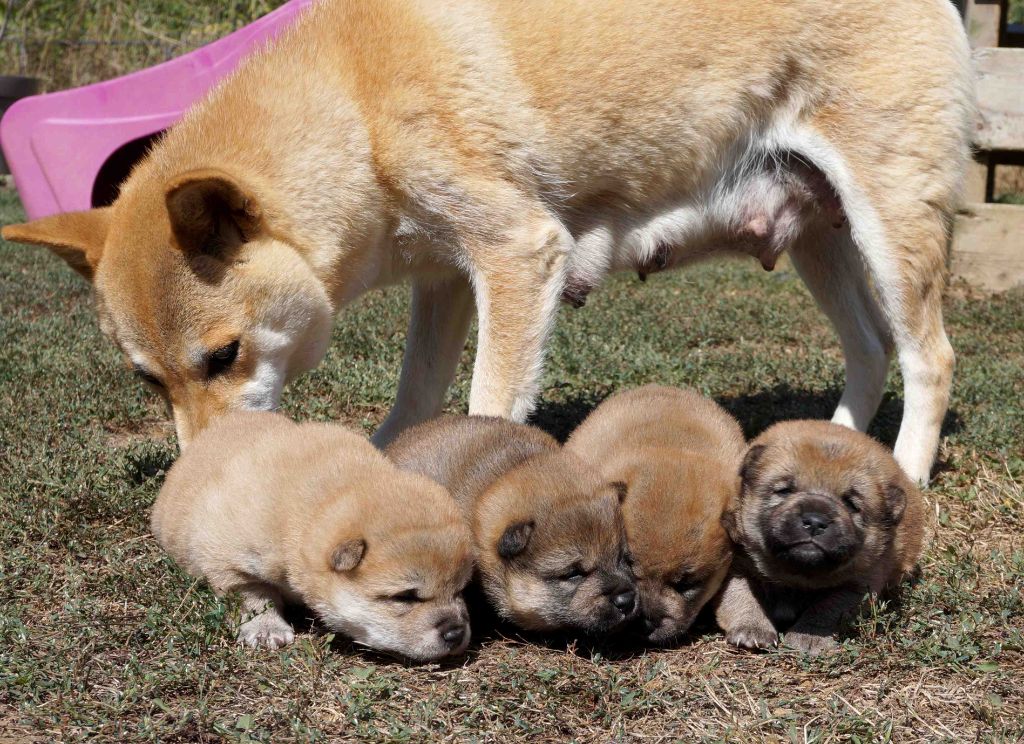 chiot Shiba De La Planète De Feu